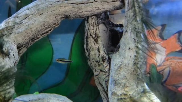 Aquatasy - Fish In The Darnedest Places - Episode 04 - Mechanically Inclined? смотреть онлайн