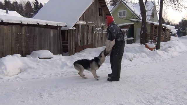 Управление собакой под нагрузкой