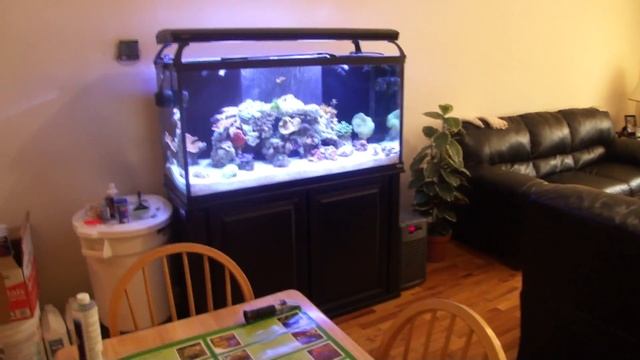 90g Reef Aquarium Setup Day 65 + Marine Plants & Algae Poster Review смотреть онлайн