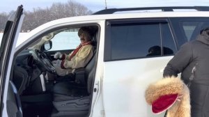 Волк все ближе и ближе подходит к хозяйству / Готовы 46 племенных аборигенных жеребцов на продажу