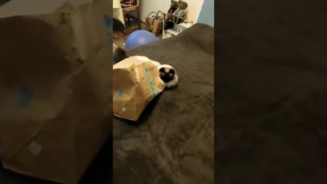 "Слабонервным не смотреть!" Как кот застрял в пакете! Прячьте бумажные пакеты от котов! 🐈 смотреть онлайн