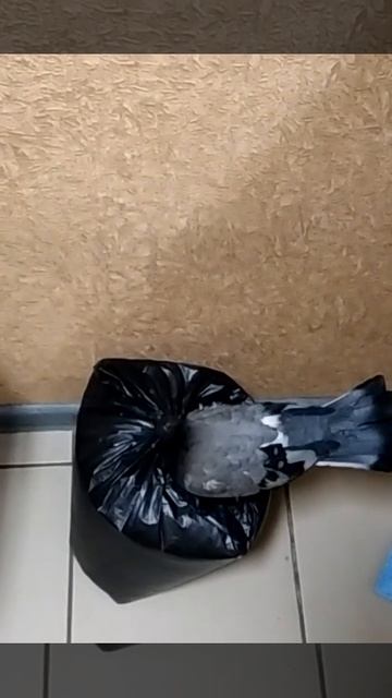 Голубь Гуся. Купили пакет пшена) смотреть онлайн