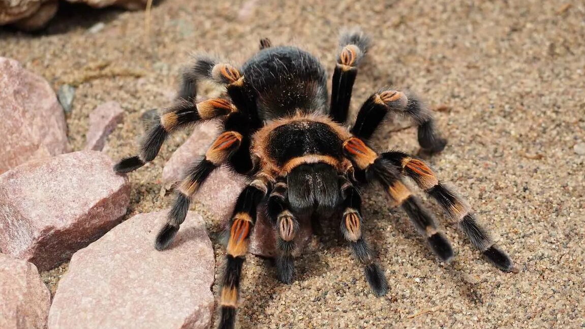 Тарантул☠️💀🕷️🕸️ смотреть онлайн