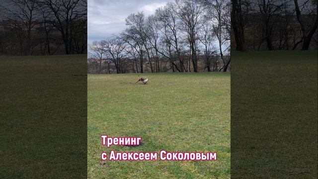 Ка де бо Лео на тренинге по ЗКС