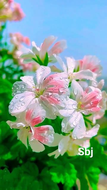 geranium #video #flower #reelitfeelit #shortvideo #viralreels смотреть онлайн