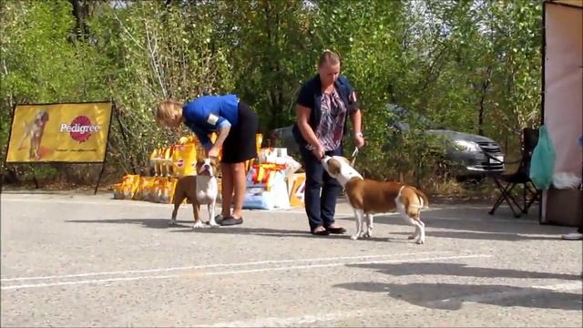12 09 2015 г BORNEO PET'S AMERICA MAJESTIC, эксп Оганова смотреть онлайн