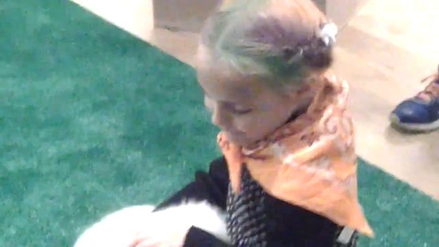 самоед купить В Москве, 8 (965)380-13-11 смотреть онлайн