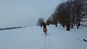 В этом году развелось очень много волков | Ищем в глубоком лесу оставшиеся косяки Башкирских лошадей