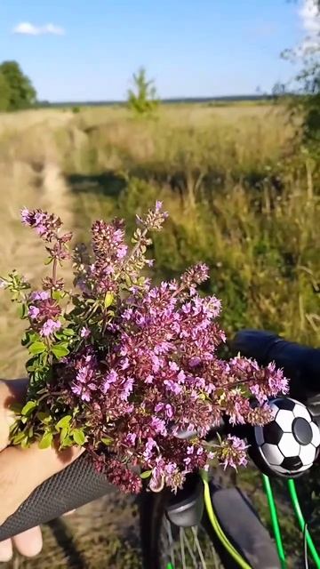Красивый и душистый букетик чебреца , а какой вкусный с него чай😋💮🌿🚲.. смотреть онлайн