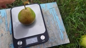 Обзор груш,Феерия,Мраморная,Просто Мария.