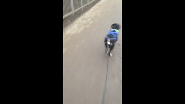 Байкджоринг по городу с аппенцеллером