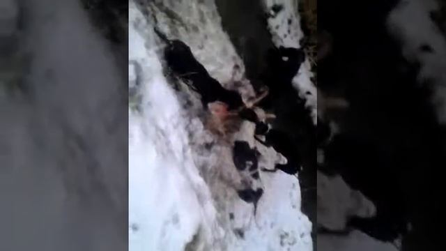 Даулетханов Батыр ... Алатау тазы... Казак кумай тазы