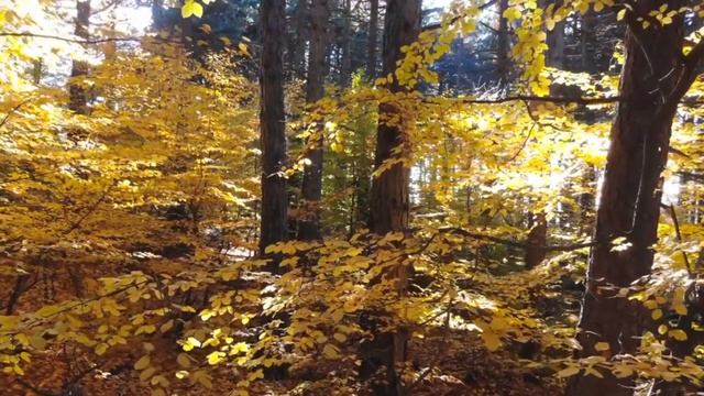 ЧТО Я ЧИТАЮ ЭТОЙ ОСЕНЬЮ 📚💖🌦 смотреть онлайн