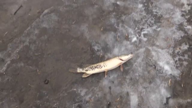 Бойкий зубастик смотреть онлайн