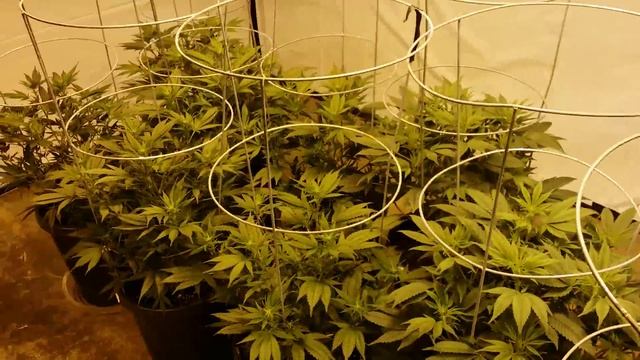 Buddy Nuggets 8000 Watt Grow Update смотреть онлайн