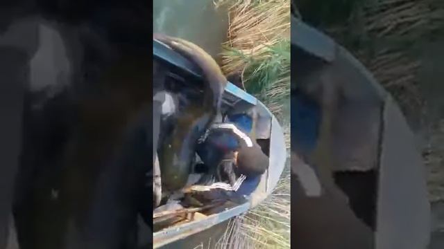 Ловля крупного СОма смотреть онлайн