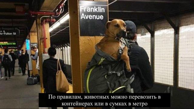 Животные и транспорт. Порядок перевозки животных в ММ. смотреть онлайн