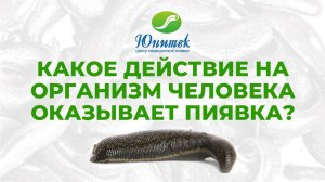 Какое действие на организм человека оказывает медицинская пиявка?