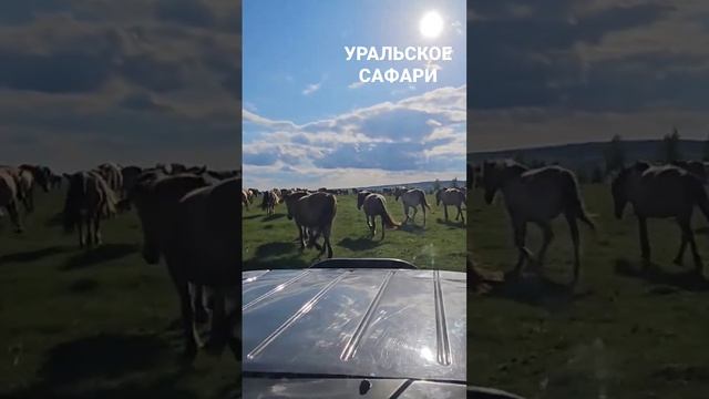 Уральское сафари к самым древним лошадям #ранчонаурале смотреть онлайн