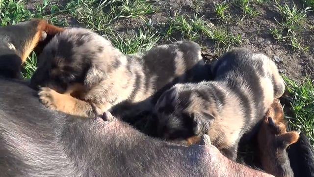 Альбо суетос Ешки смотреть онлайн