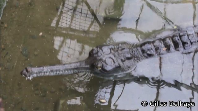 Gavial Du Gange / Gharial : Ferme Aux Crocodiles Pierrelatte смотреть онлайн