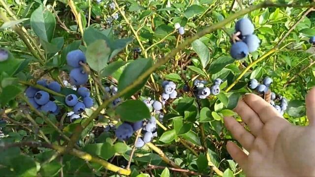 ХАННА ЧОЙС / Hannah`s Choice и РЕКА / Reka. В Подмосковье самые ранние сорта голубики.