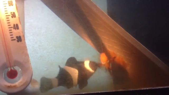 Darwin x Black Ice pair gettin' back to business! (Please forgive the dirty glass!) смотреть онлайн