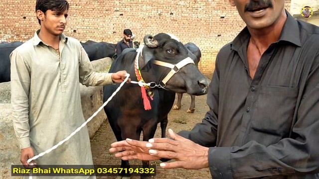 REALLY SUPERB & GUARANTEED MILKY COWS AVAILABLE || BEST DAIRY FARMING BUSINESS PLACE IN PAKISTAN смотреть онлайн