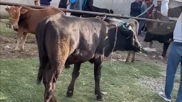 ШАНБЕ БОЗОР НАРХИ ТАРБУЗ ХАРБУЗА ГУСФАНД ГУШТ ПРОДУКТА МЕВАГИ РЕГАР 4 июня 2023 г. смотреть онлайн