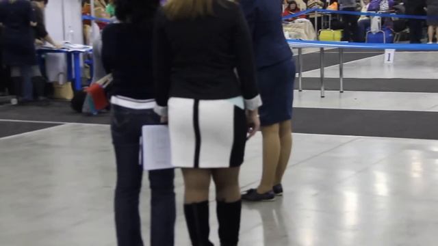 Евразия 1 скотч-терьер , кобели юниоры