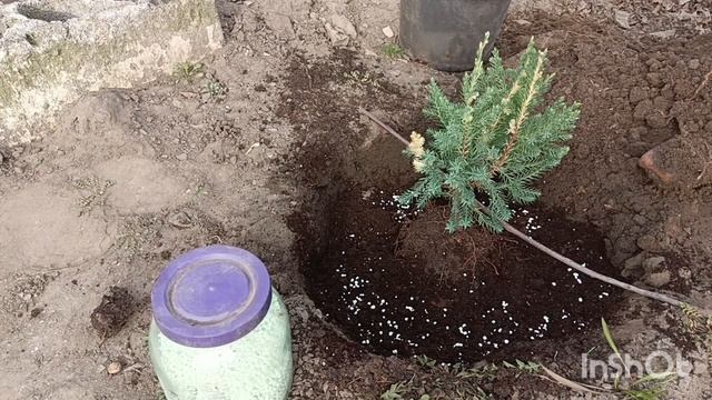 Як розрахувати добову температуру / Добрива для хвойних весною/Саджаю ялівець. смотреть онлайн