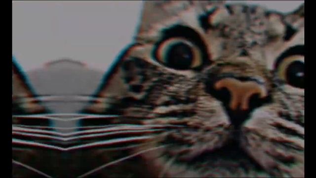 💥ФОНК КОШКА 2 часть 💥 смотреть онлайн