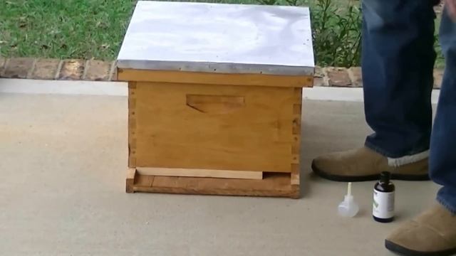 swarm trap смотреть онлайн