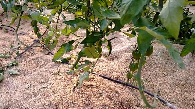 Invernadero de Almería con tomate pera negro смотреть онлайн