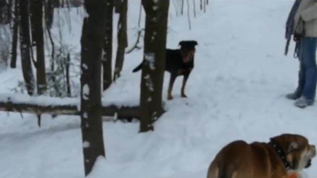 Адаль и Трой (зима 2012).