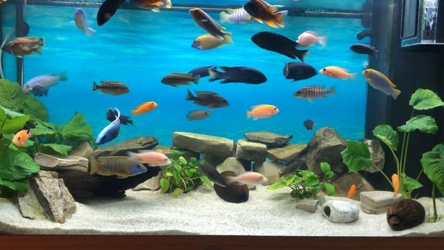 Мой цихлидник 350 л смотреть онлайн