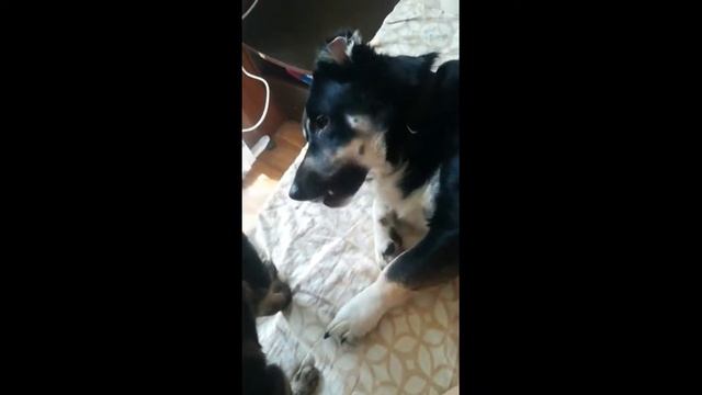 Бильбо и кот каратист