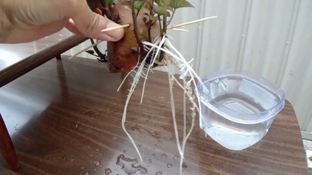 Rooting/Growing Sweet Potatoes in Water. July 10, 2017 смотреть онлайн