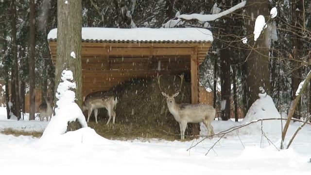 Саповская Людмила Васильевна. Зеленоградские лани, 18.02. 2018г. смотреть онлайн