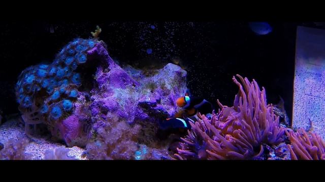 Photon Clownfish Laying eggs 11/10/2016 смотреть онлайн