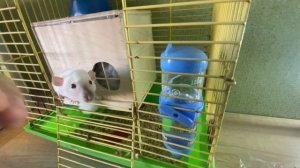 #7 как ухаживать за крысой Дамбо +какую вкусняшку мы купили