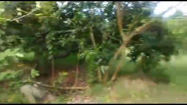 5 acre 40 cent mango farm in Bodinayakanur Theni district Tamilnadu смотреть онлайн