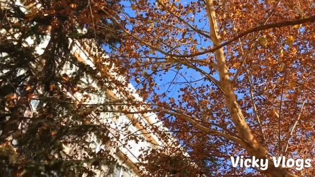 UIBE Beijing | University of International Business and Economics, Beijing смотреть онлайн