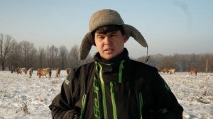 КАК ВОЛКИ НАПАДАЮТ НА ЛОШАДЕЙ