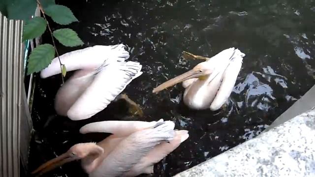 Ро́зовый пелика́н (лат. Pelecanus onocrotalus) резвяться смотреть онлайн