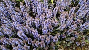 Живучка ползучая или горлянка .