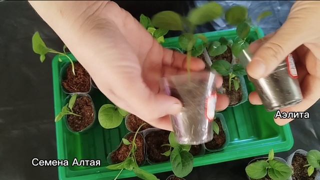 сорт один, агрофирмы разные. часть 2