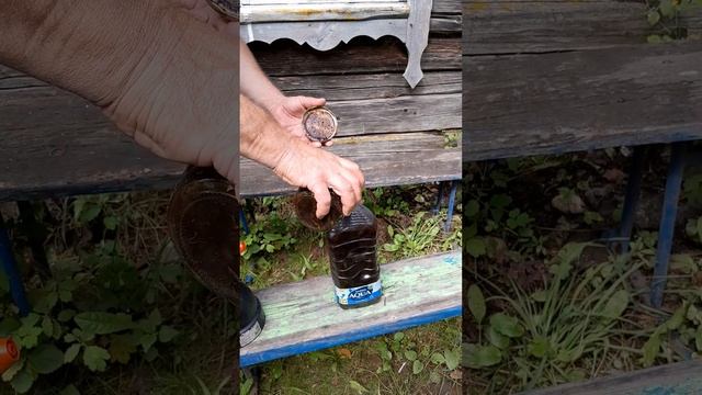 Чем обработать виноград когда ягода зреет!? Только не химией. смотреть онлайн