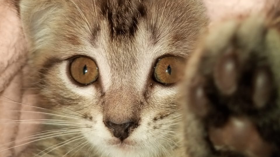 троллим Платона