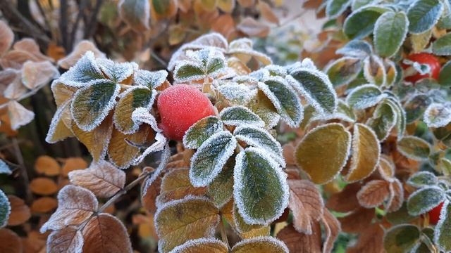 Шиповник в инее 😍😍 смотреть онлайн